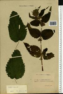 Urtica dioica L., Eastern Europe, Rostov Oblast (E12a) (Russia)