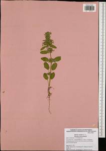 Stachys annua (L.) L., Eastern Europe, Central region (E4) (Russia)