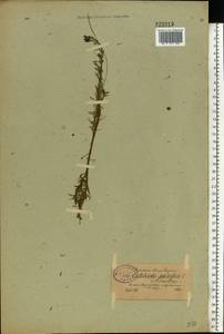 Callitriche palustris L., Eastern Europe, North-Western region (E2) (Russia)
