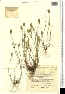 Eremopyrum orientale (L.) Jaub. & Spach, Caucasus, Azerbaijan (K6) (Azerbaijan)
