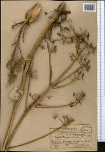 Ferula tenuisecta Korovin ex Pavlov, Middle Asia, Western Tian Shan & Karatau (M3) (Kazakhstan)
