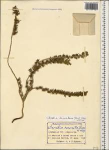 Arnebia decumbens (Vent.) Coss. & Kralik, Caucasus, Armenia (K5) (Armenia)