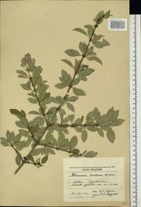 Rhamnus saxatilis subsp. tinctoria (Waldst. & Kit.) Nyman, Eastern Europe, Moldova (E13a) (Moldova)