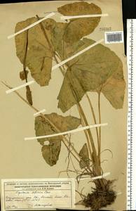 Ligularia sibirica (L.) Cass., Eastern Europe, Volga-Kama region (E7) (Russia)