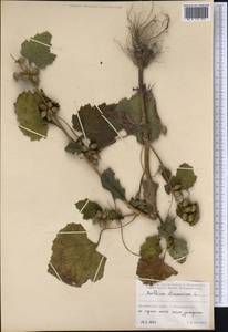 Xanthium strumarium L., Siberia, Russian Far East (S6) (Russia)