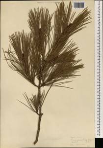 Pinus densiflora Siebold & Zucc., South Asia, South Asia (Asia outside ex-Soviet states and Mongolia) (ASIA) (North Korea)