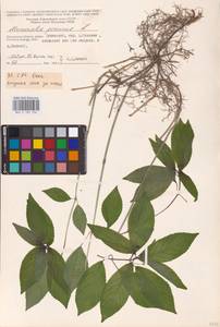 Mercurialis perennis L., Eastern Europe, Central region (E4) (Russia)