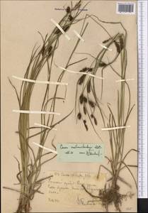 Carex melanostachya M.Bieb. ex Willd., Middle Asia, Western Tian Shan & Karatau (M3) (Uzbekistan)