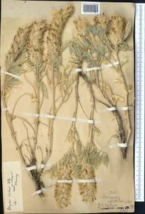Astragalus stenocystis Bunge, Middle Asia, Western Tian Shan & Karatau (M3)