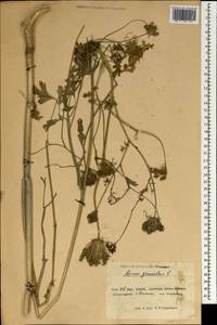 Apium graveolens L., South Asia, South Asia (Asia outside ex-Soviet states and Mongolia) (ASIA) (China)