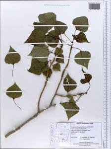 Populus ×berolinensis K. Koch, Eastern Europe, North-Western region (E2) (Russia)