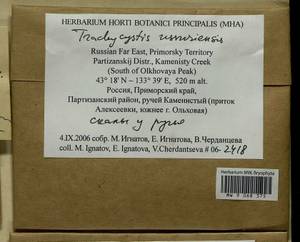 Trachycystis ussuriensis (Regel & Maack) T.J. Kop., Bryophytes, Bryophytes - Russian Far East (excl. Chukotka & Kamchatka) (B20) (Russia)