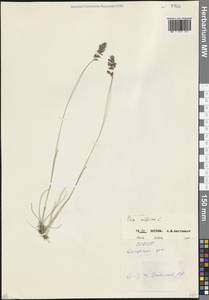 Poa alpina L., Caucasus, North Ossetia, Ingushetia & Chechnya (K1c) (Russia)