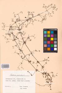 Galium palustre L., Eastern Europe, Central forest-and-steppe region (E6) (Russia)