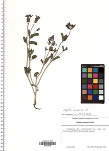 Nepeta ucranica L., Eastern Europe, Middle Volga region (E8) (Russia)