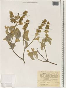 Ocimum cufodontii (Lanza) A.J.Paton, Africa (AFR) (Ethiopia)