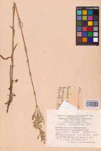 Silene multiflora (Ehrh.) Pers., Eastern Europe, Eastern region (E10) (Russia)