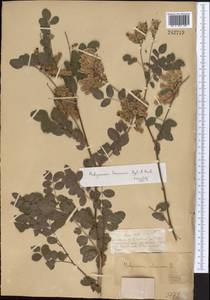 Hedysarum semenovii Regel & Herder, Middle Asia, Dzungarian Alatau & Tarbagatai (M5) (Kazakhstan)