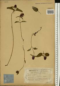Prunella vulgaris L., Eastern Europe, Belarus (E3a) (Belarus)