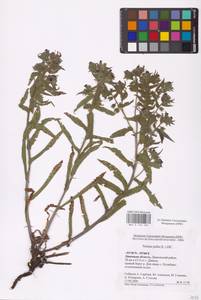MHA 0 152 706, Nonea pulla (L.) DC., Eastern Europe, Central forest-and-steppe region (E6) (Russia)