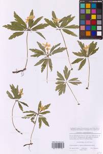 Anemone ranunculoides L., Eastern Europe, Moscow region (E4a) (Russia)