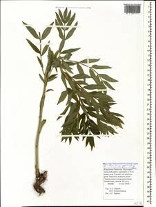 Dictamnus albus L., Caucasus, Stavropol Krai, Karachay-Cherkessia & Kabardino-Balkaria (K1b) (Russia)