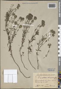 Ziziphora clinopodioides Lam., Middle Asia, Western Tian Shan & Karatau (M3) (Uzbekistan)