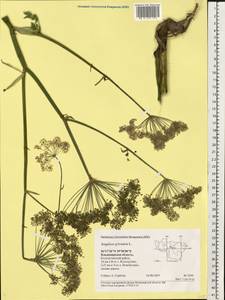 Angelica sylvestris L., Eastern Europe, Central region (E4) (Russia)