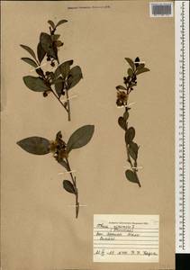 Camellia sinensis subsp. sinensis, Africa (AFR) (Mali)