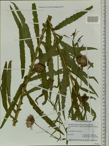 Cirsium serratuloides (L.) Hill, Siberia, Baikal & Transbaikal region (S4) (Russia)