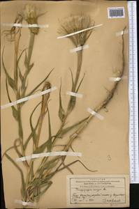 Tragopogon dubius Scop., Middle Asia, Western Tian Shan & Karatau (M3) (Kazakhstan)