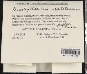 Brachythecium salebrosum (Hoffm. ex F. Weber & D. Mohr) Schimp., Bryophytes, Bryophytes - Novgorod & Pskov Oblasts (B5) (Russia)