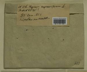 Hypnum cupressiforme Hedw., Bryophytes, Bryophytes - Middle Russia (B6) (Russia)