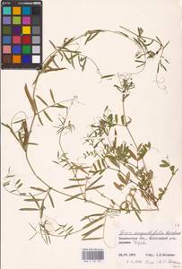 Vicia sativa subsp. nigra (L.)Ehrh., Eastern Europe, North-Western region (E2) (Russia)