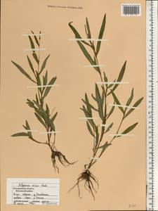 Persicaria minor (Huds.) Opiz, Eastern Europe, Central forest region (E5) (Russia)