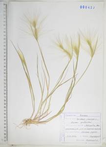 KHA437, Hordeum jubatum L., Siberia, Russian Far East (S6) (Russia)