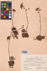 Saxifraga paniculata subsp. paniculata, Eastern Europe, West Ukrainian region (E13) (Ukraine)