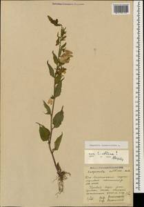 Campanula rapunculoides L., Caucasus, South Ossetia (K4b) (South Ossetia)