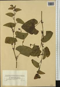 Aristolochia clematitis L., Western Europe (EUR) (Slovakia)