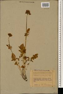 Valeriana sisymbriifolia Vahl, Caucasus, Azerbaijan (K6) (Azerbaijan)