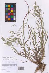 Bromus squarrosus L., Eastern Europe, Moscow region (E4a) (Russia)