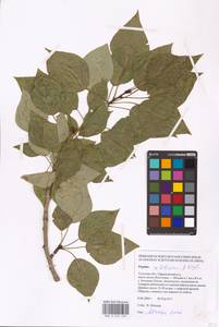 Populus tremuloides Michx., Eastern Europe, Central region (E4) (Russia)