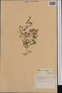 Sabulina tenuifolia subsp. tenuifolia, Western Europe (EUR) (Not classified)