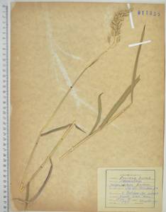 Miscanthus sinensis Andersson, Siberia, Russian Far East (S6) (Russia)