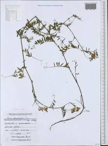 Vicia villosa subsp. varia (Host)Corb., Caucasus, Black Sea Shore (from Novorossiysk to Adler) (K3) (Russia)
