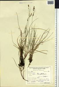 Carex globularis L., Siberia, Baikal & Transbaikal region (S4) (Russia)