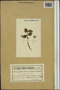 Alnus cordata (Loisel.) Duby, Western Europe (EUR) (Poland)