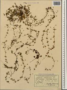 Veronica filiformis Sm., Caucasus, Krasnodar Krai & Adygea (K1a) (Russia)
