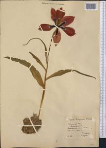 Tulipa hoogiana B.Fedtsch., Middle Asia, Karakum (M6) (Turkmenistan)
