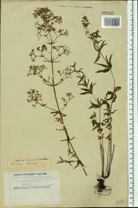 Galium boreale L., Eastern Europe, Northern region (E1) (Russia)